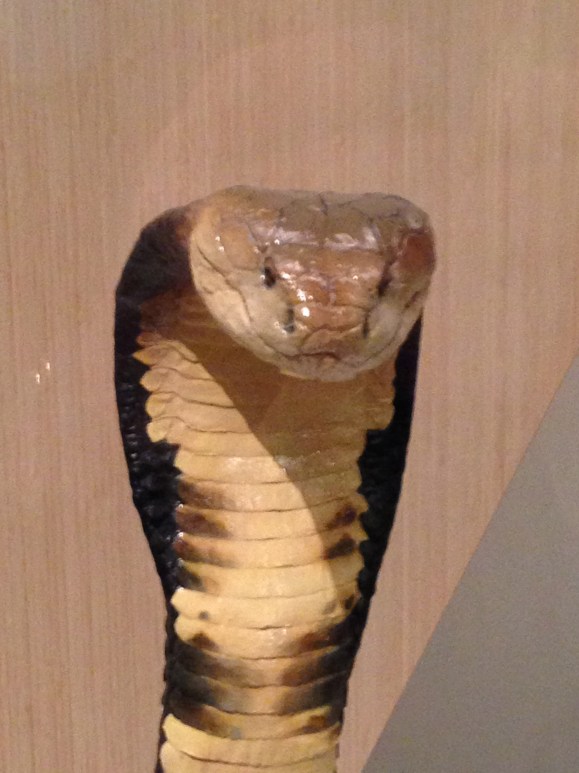 Beware all the liberal media vipers in our midst 